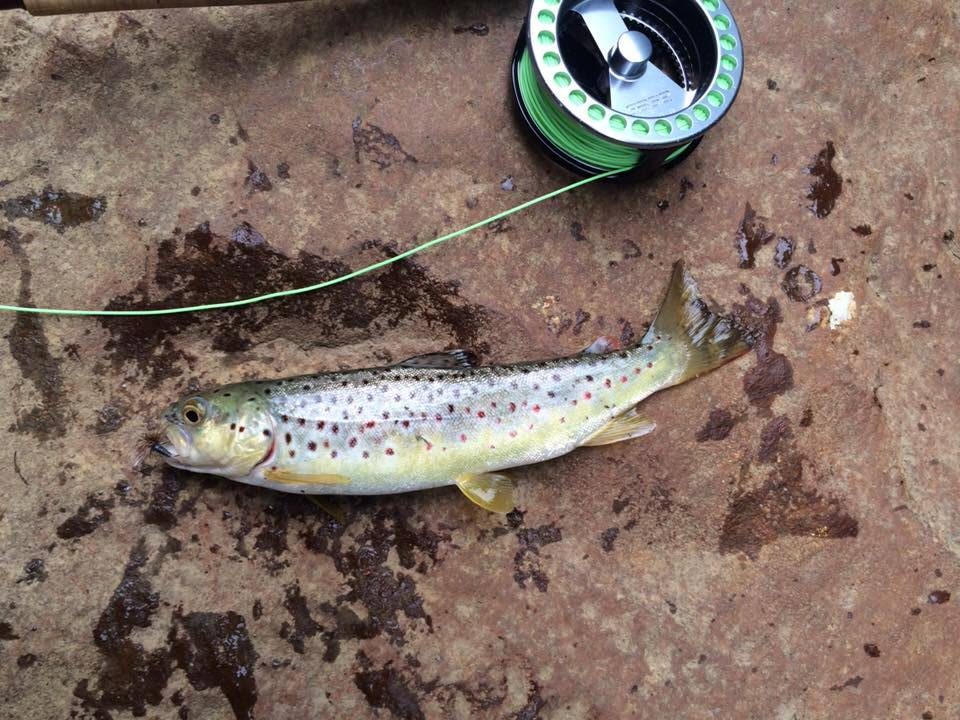 Trout Fishing in Deckers Creek 2016 - Friends of Deckers Creek